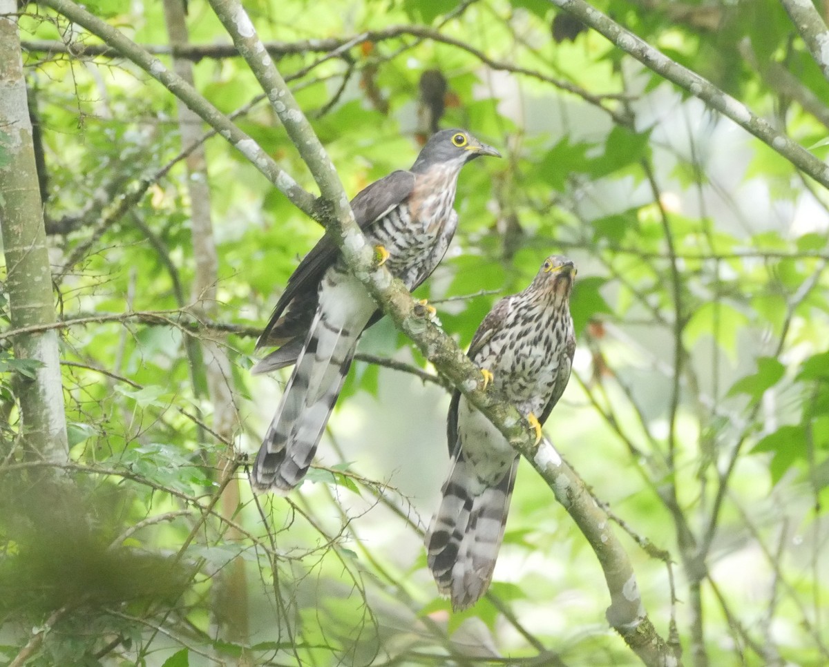 Large Hawk-Cuckoo - ML638364421