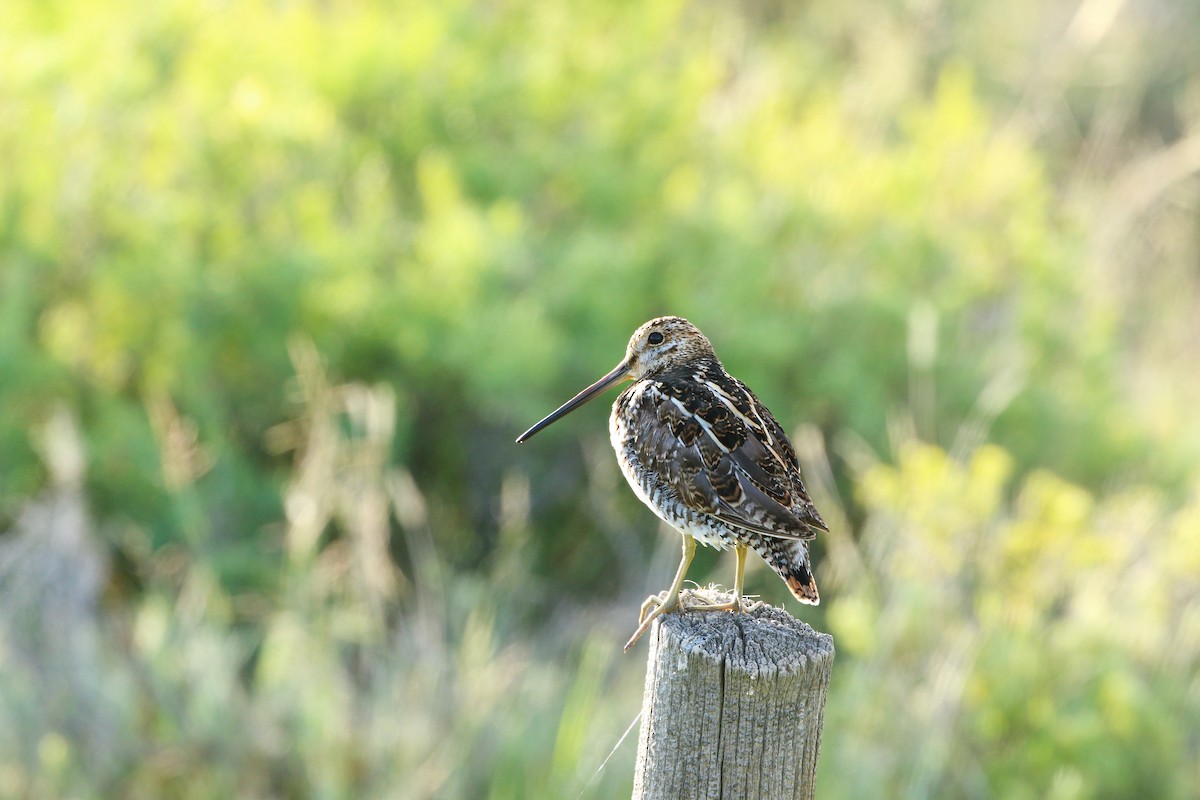 Wilson's Snipe - ML638364422