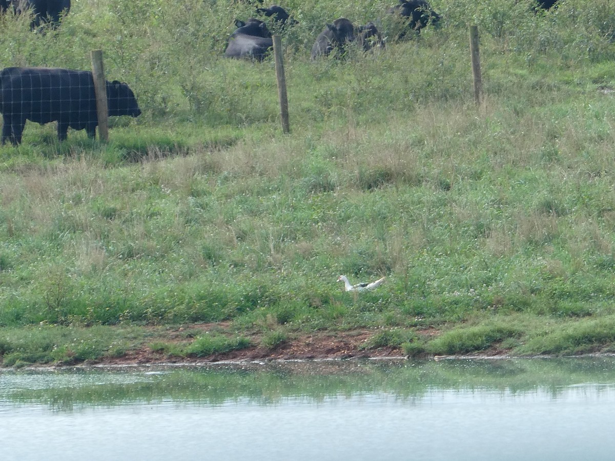 Domestic goose sp. (Domestic type) - ML638364425
