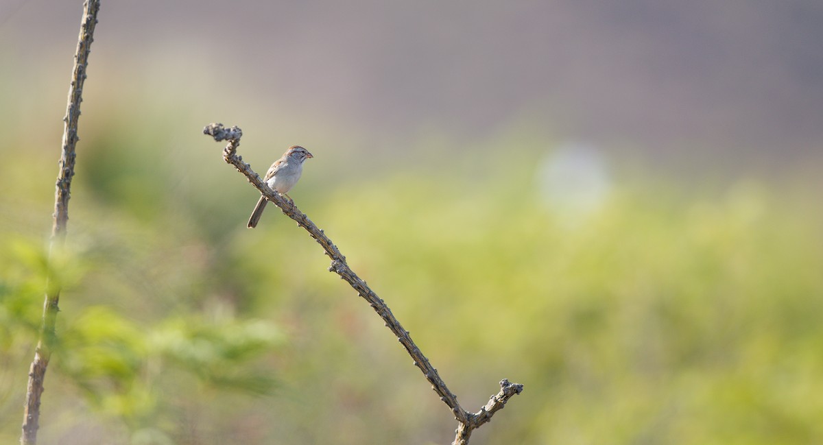 Rufous-winged Sparrow - ML638364426