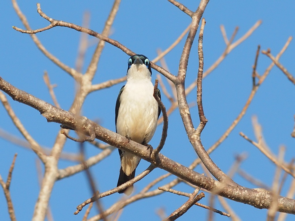 Ванга строката - ML638364456