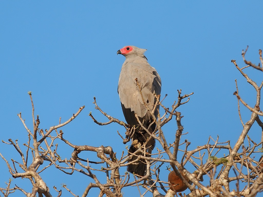 Madagascar Harrier-Hawk - ML638364477