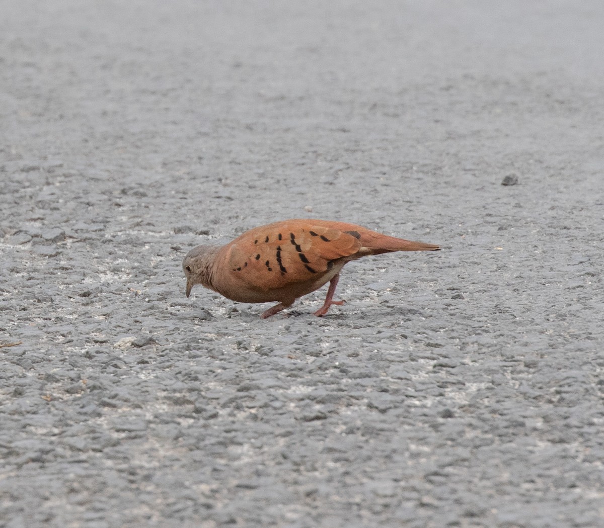 Ruddy Ground Dove - ML638364478