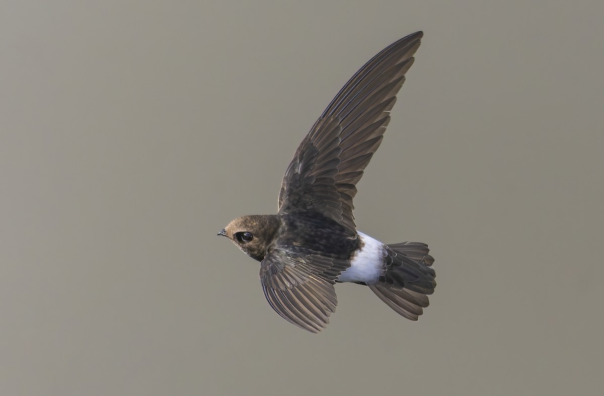 Little Swift - ML638364485