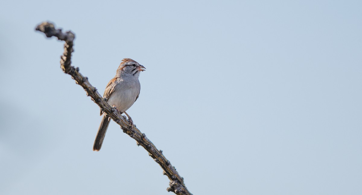 Rufous-winged Sparrow - ML638364502
