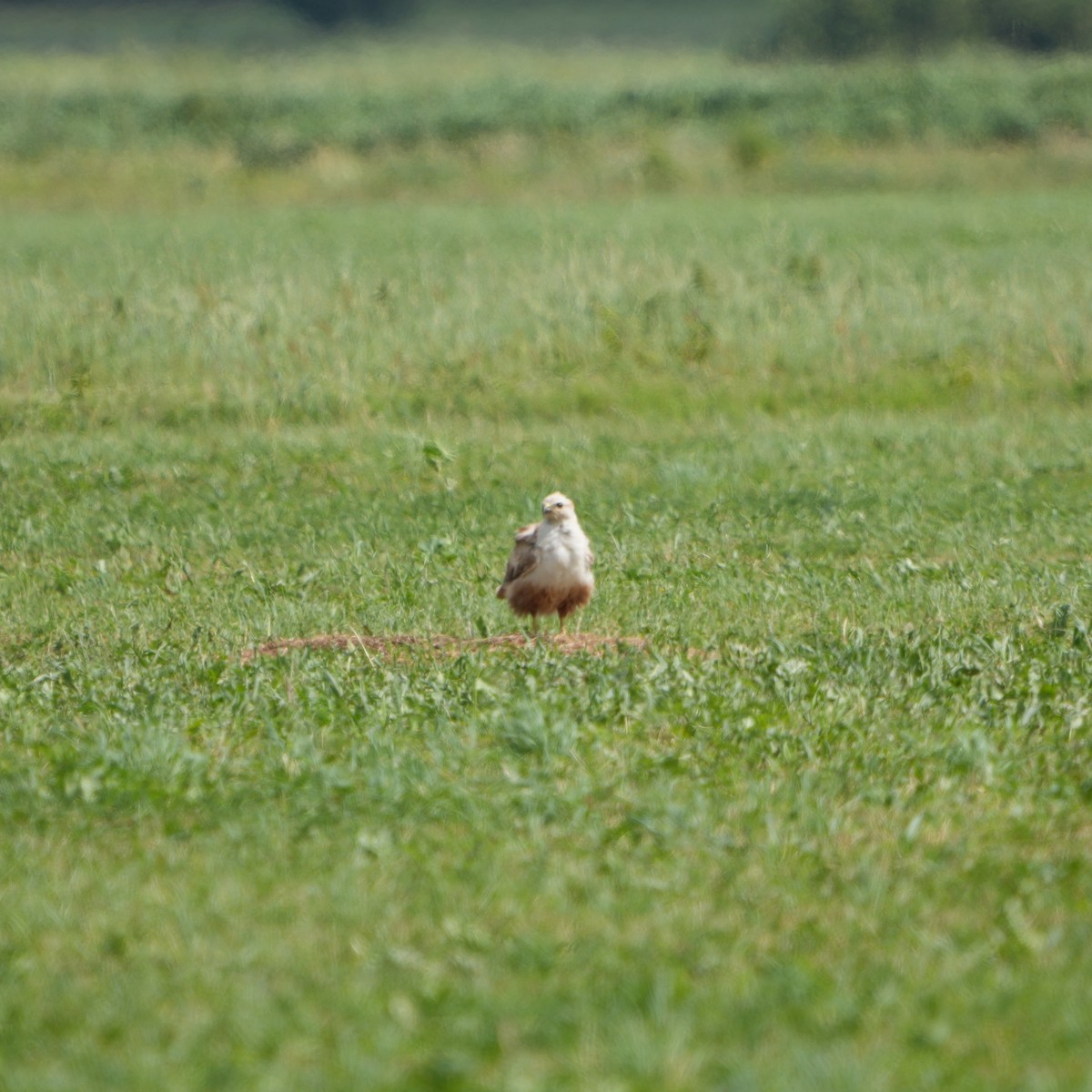 Long-legged Buzzard - ML638364505