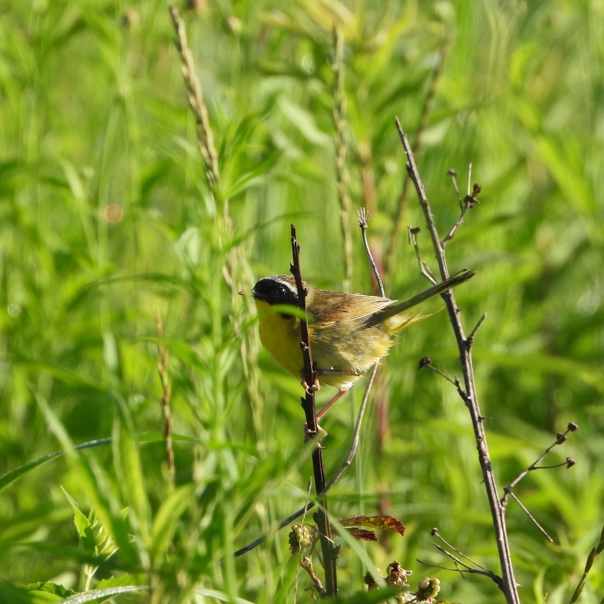 Common Yellowthroat - ML638364515