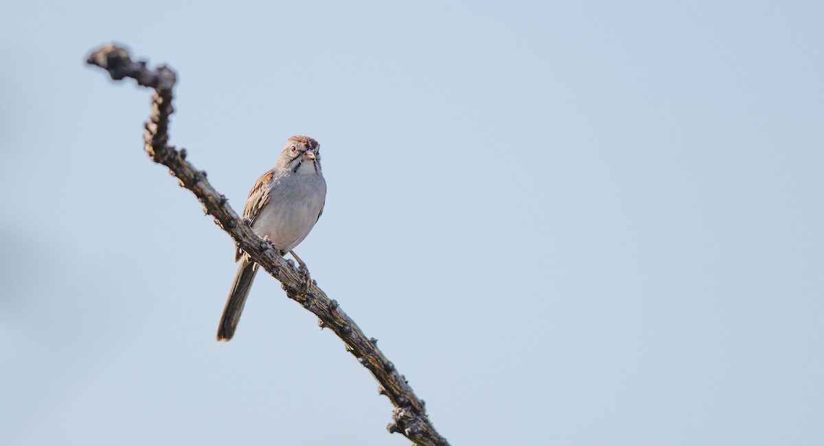 Rufous-winged Sparrow - ML638364518