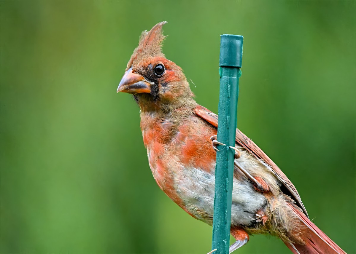 Northern Cardinal - ML638364519