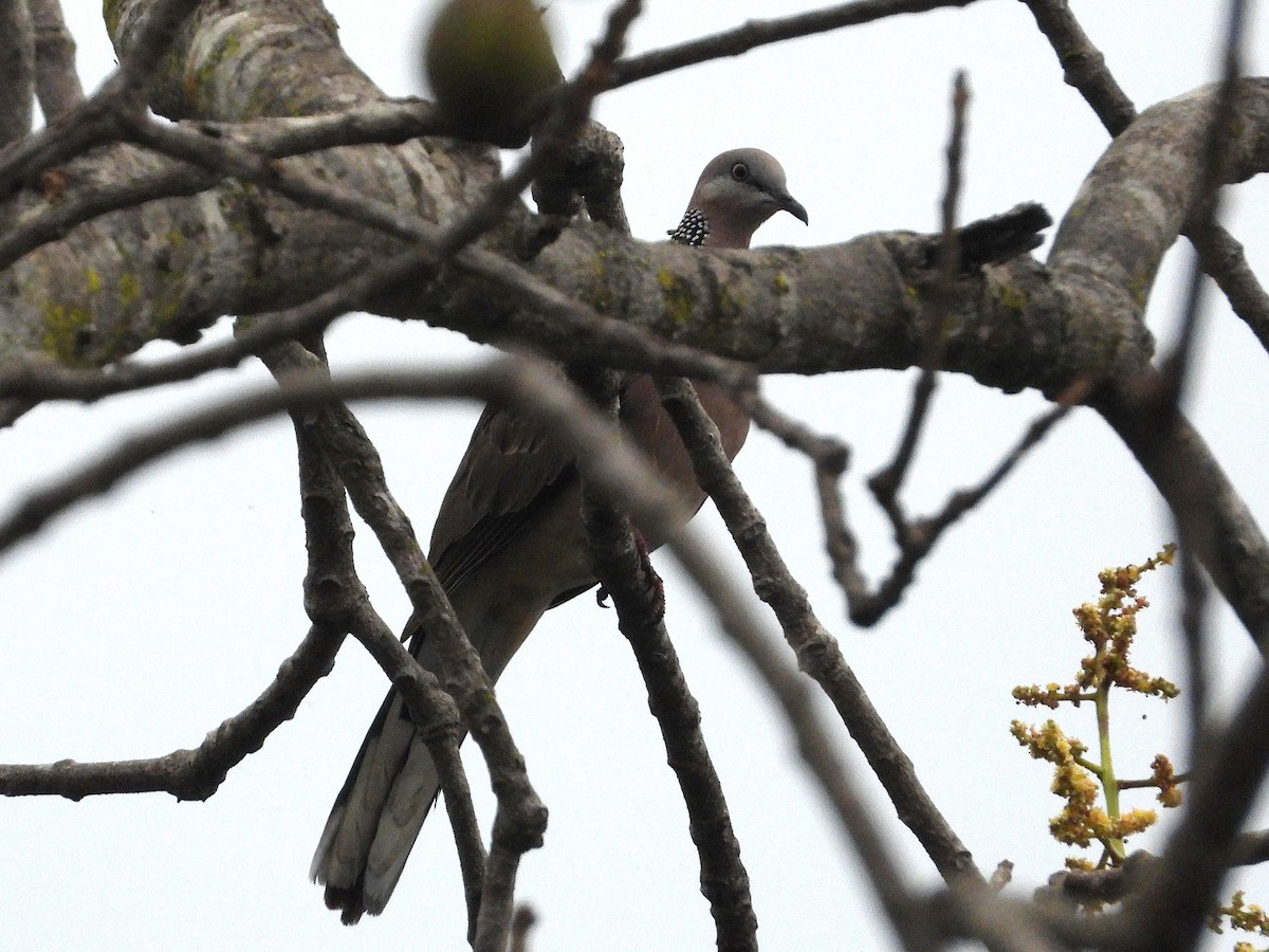 Spotted Dove - ML638364530