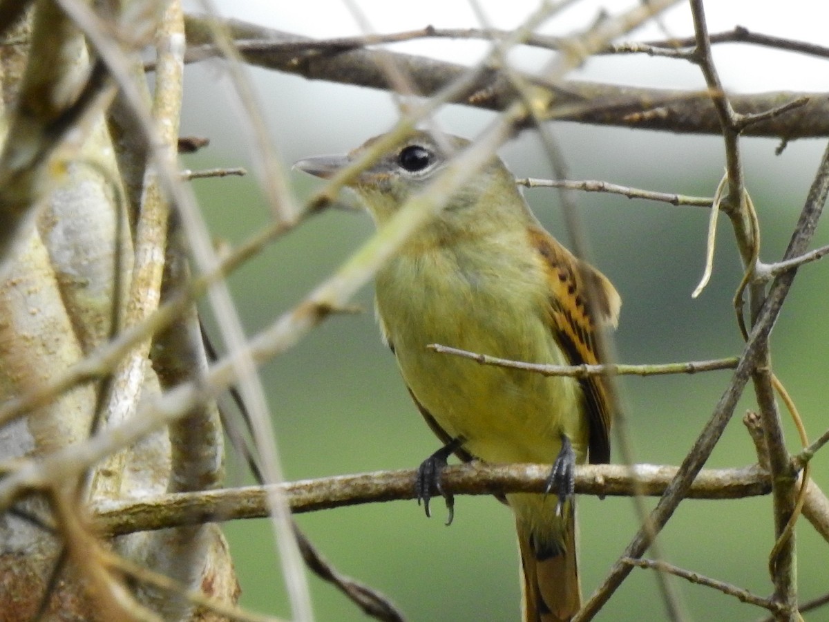 White-winged Becard - ML638364539