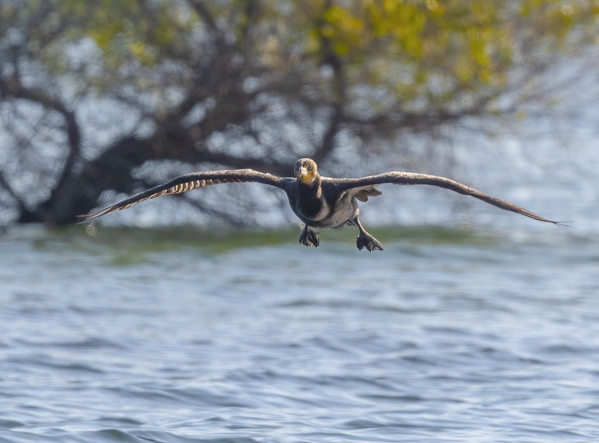 Double-crested Cormorant - ML638364559