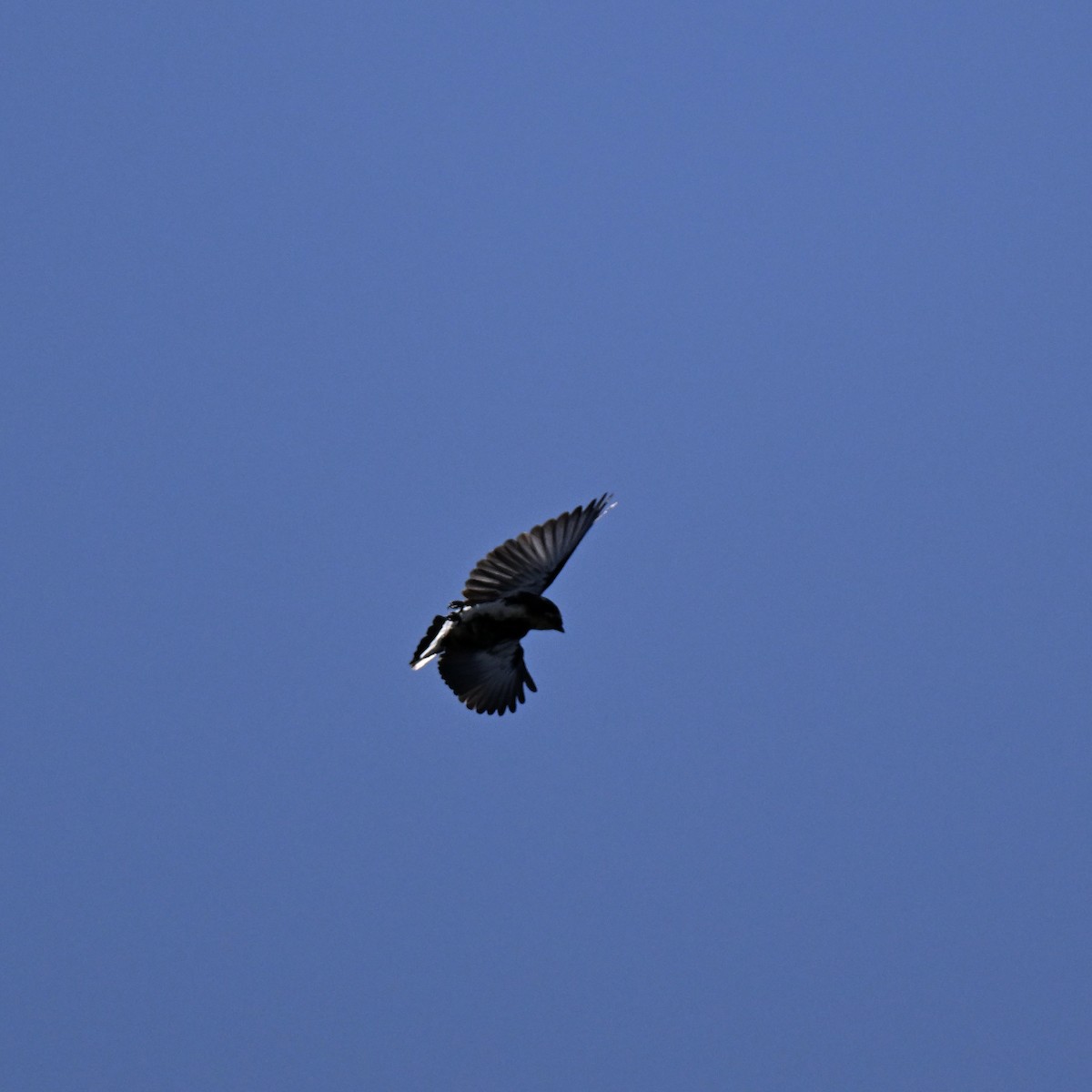 amazonpurpurdusk - ML638364563