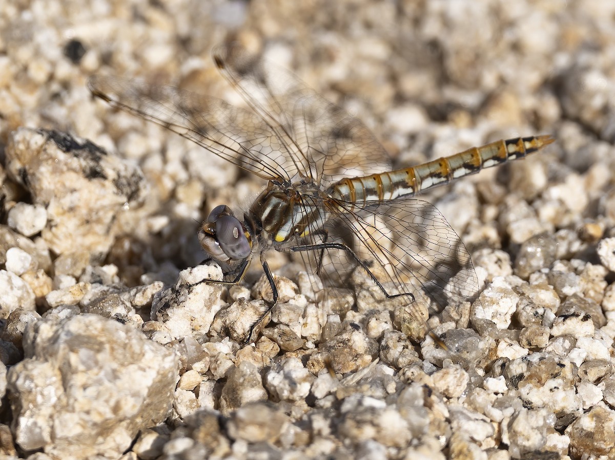 Variegated Meadowhawk - ML638364572