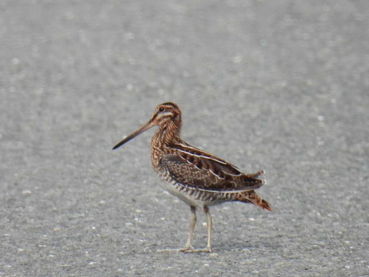 Wilson's Snipe - ML638364598