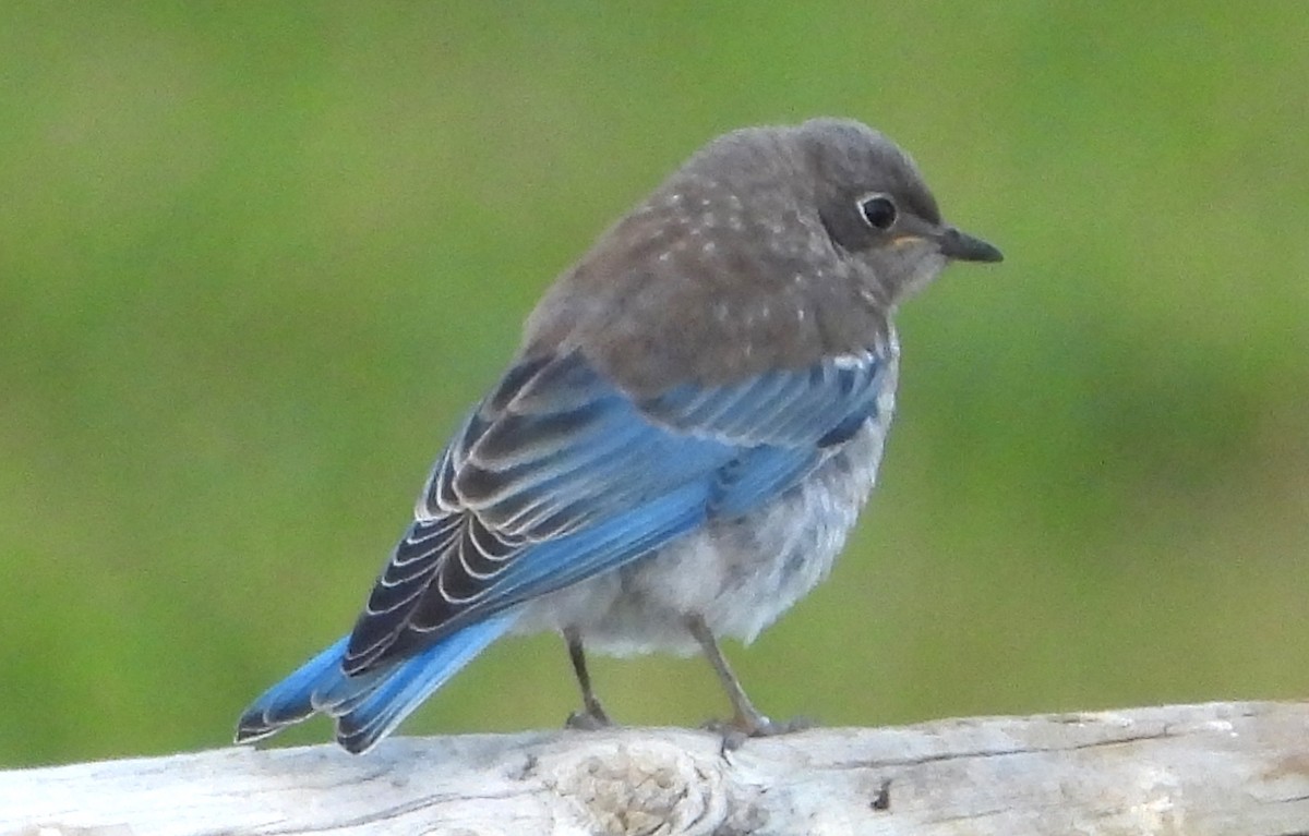 bluebird sp. - ML638364599