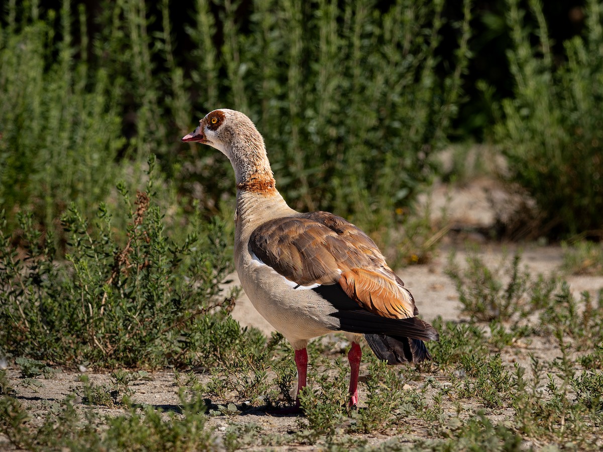 Egyptian Goose - ML638364635