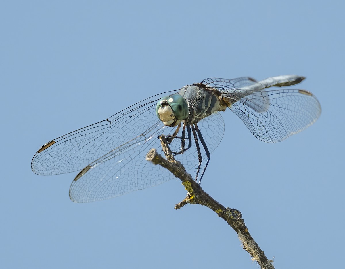 Blue Dasher - ML638364642