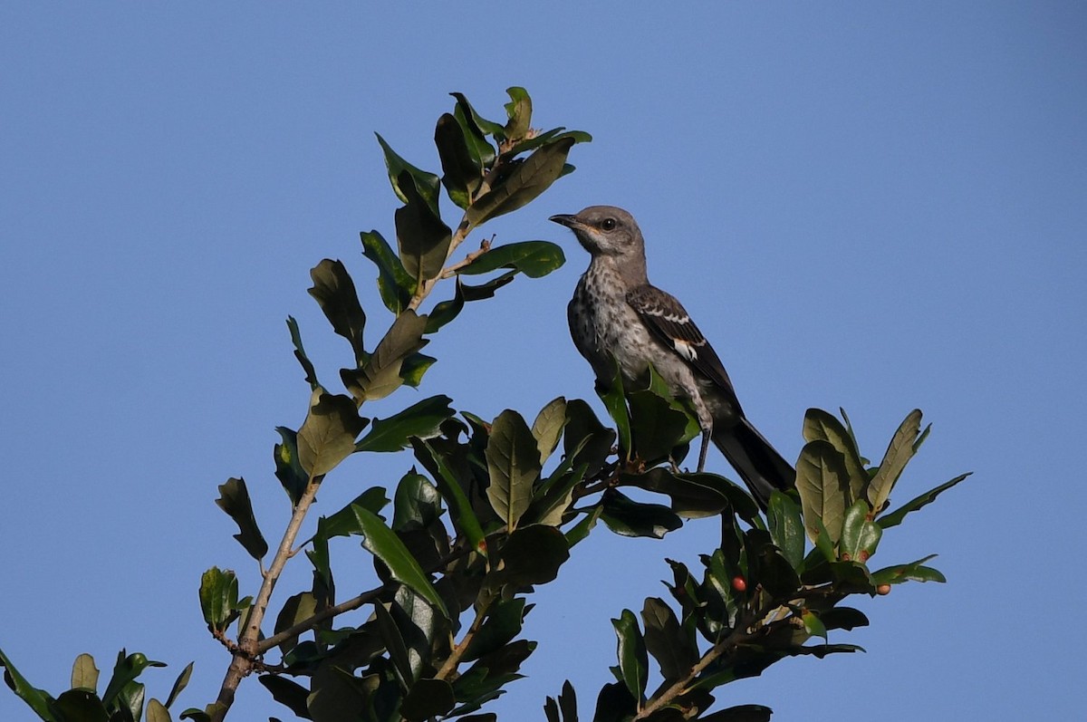 sangspottefugl - ML638364647