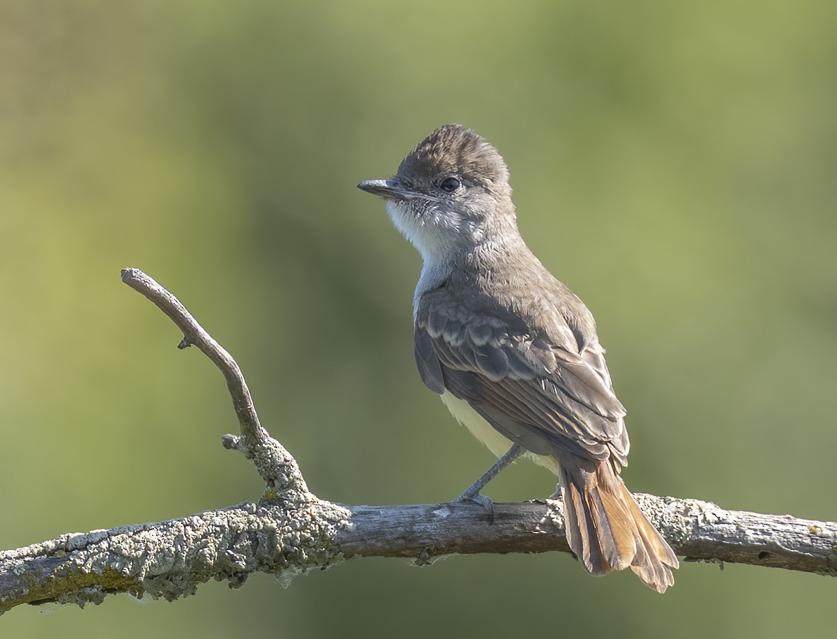 Ash-throated Flycatcher - ML638364654