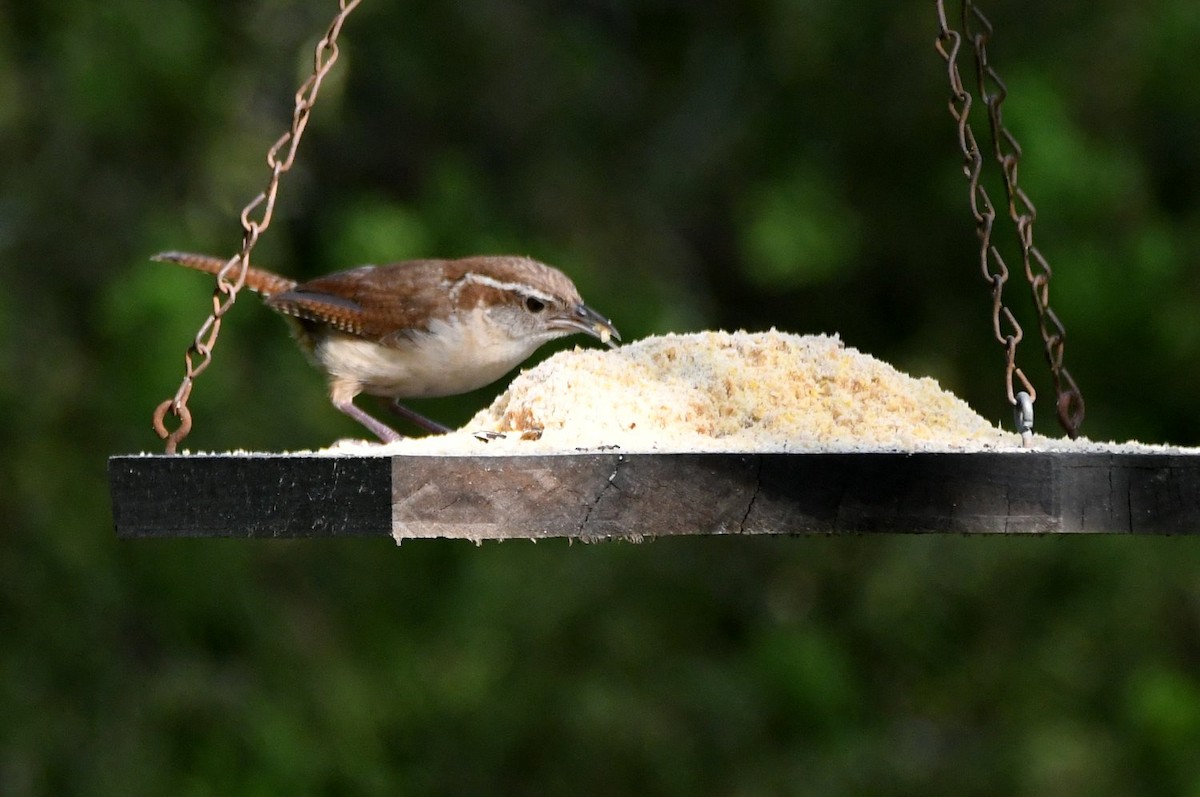 Carolina Wren - ML638364657