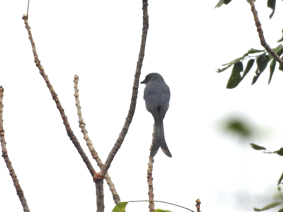 askedrongo - ML638364658