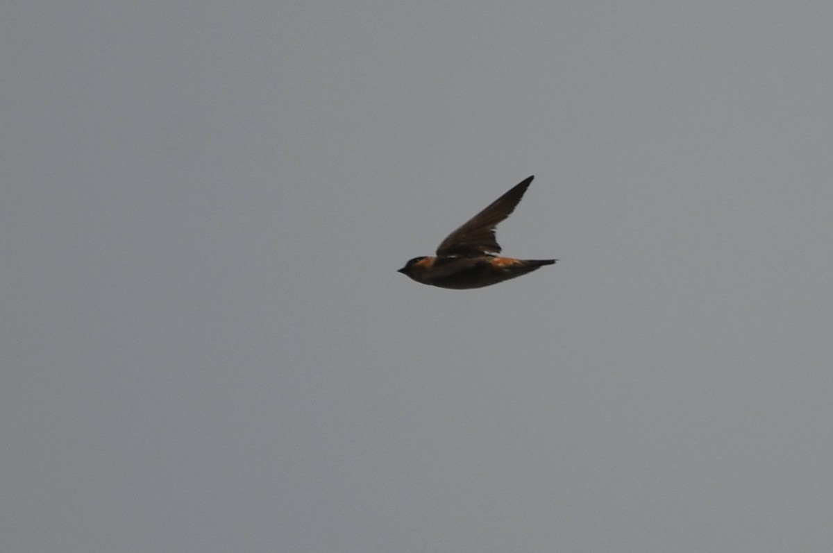 Cave Swallow - ML638364678