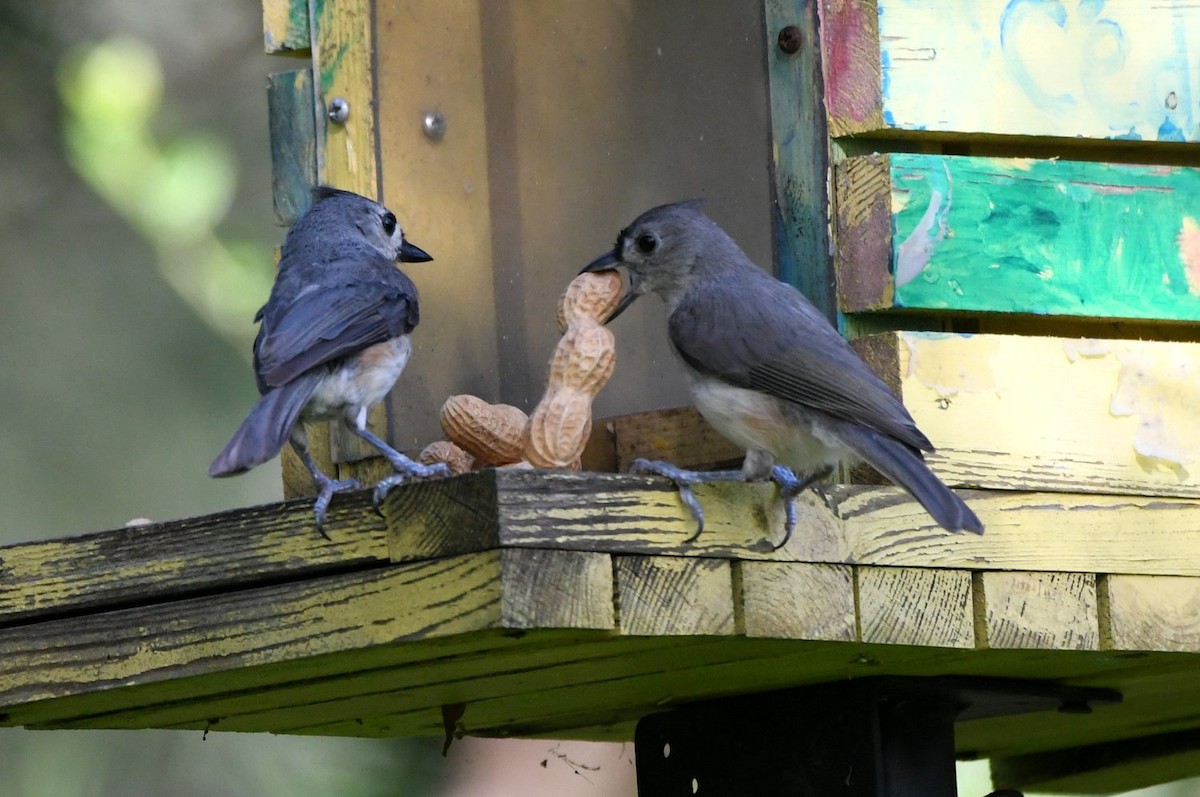 Tufted Titmouse - ML638364695