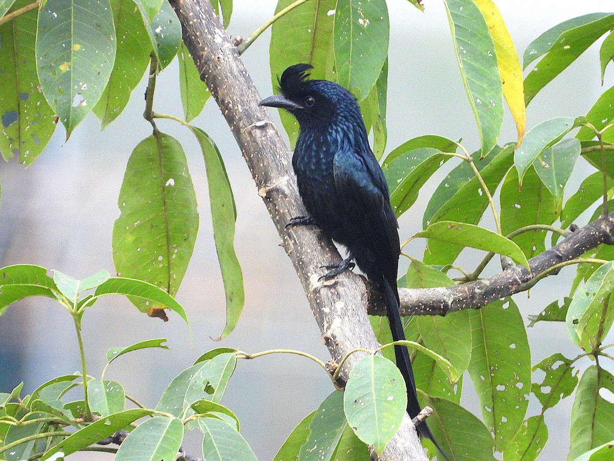 Greater Racket-tailed Drongo - ML638364697