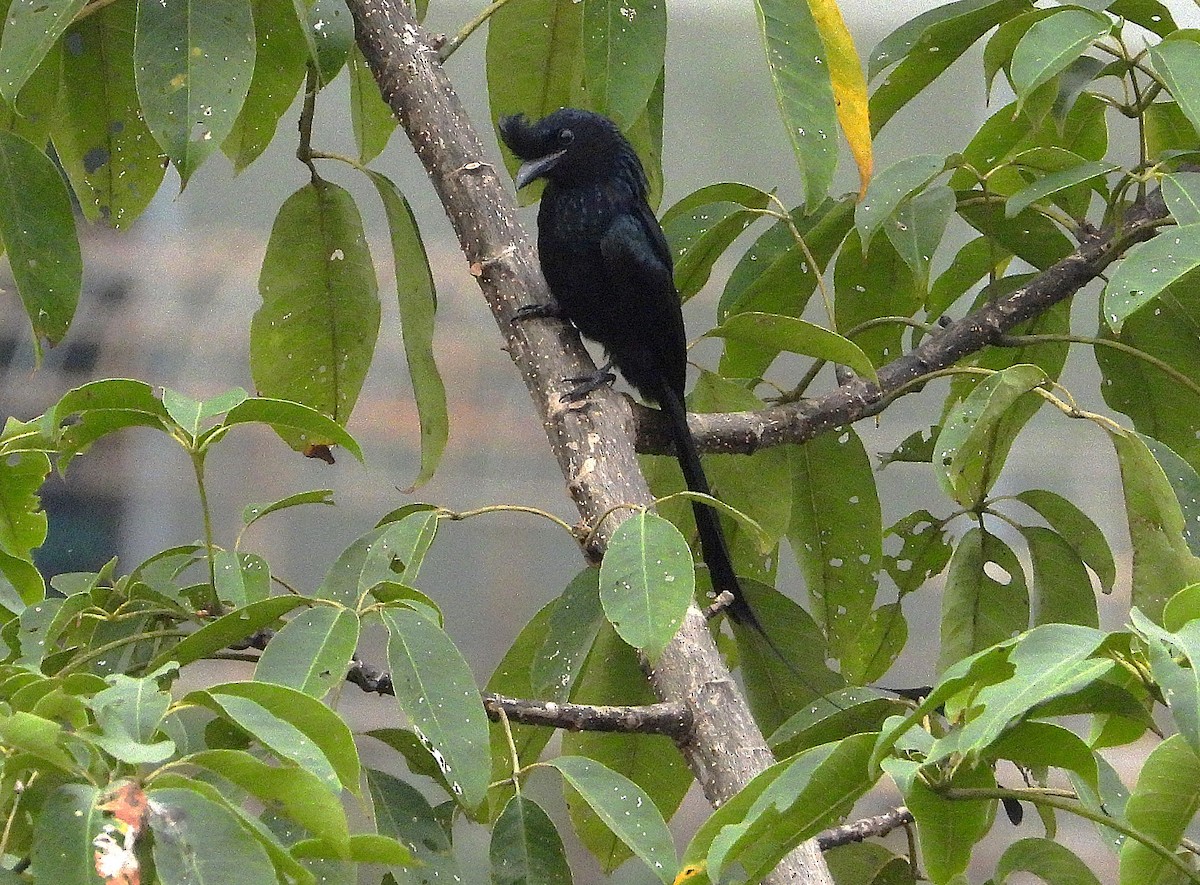 Greater Racket-tailed Drongo - ML638364698
