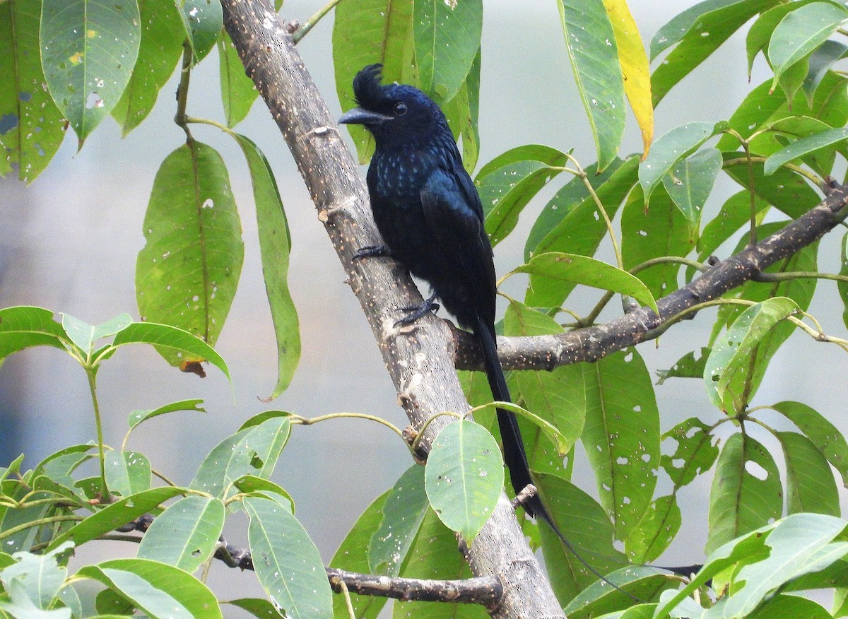 Greater Racket-tailed Drongo - ML638364699