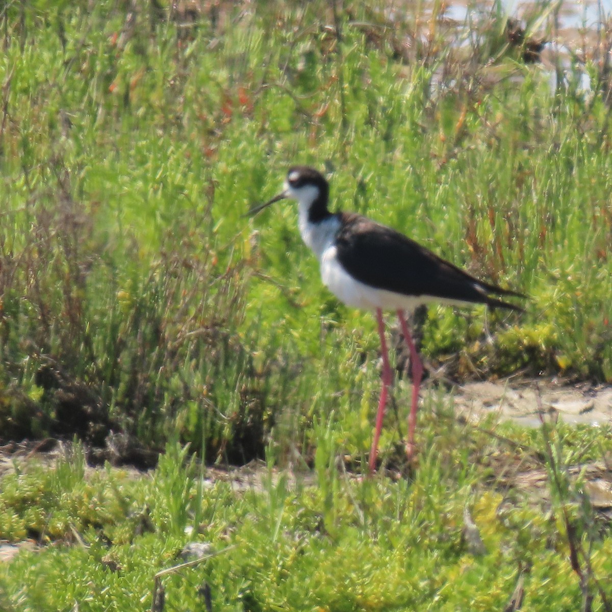 Black-necked Stilt - ML638364733