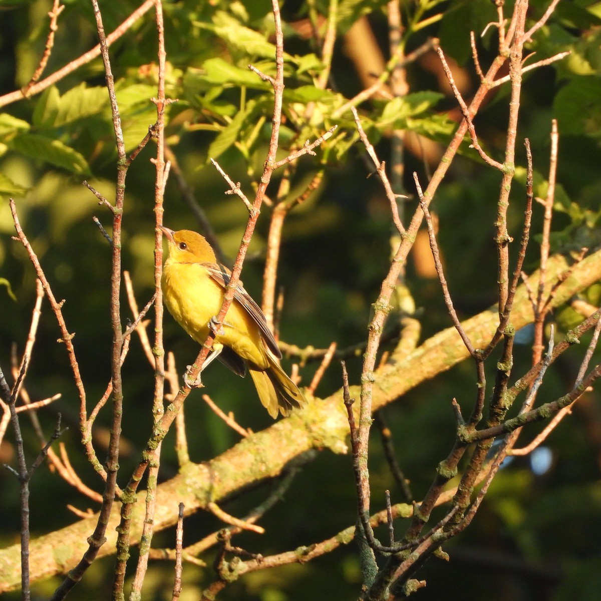 Orchard Oriole - ML638364754