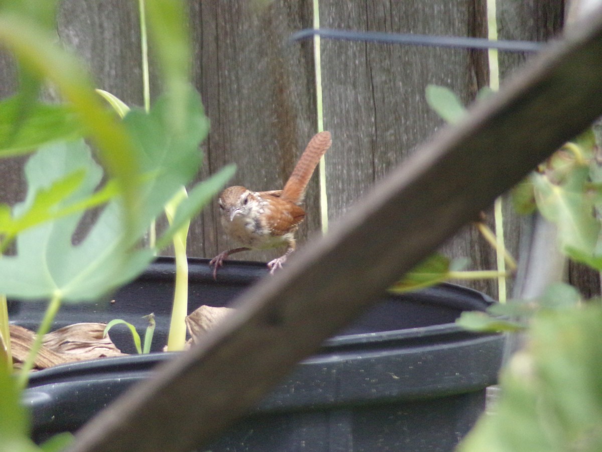 Carolina Wren - ML638364762