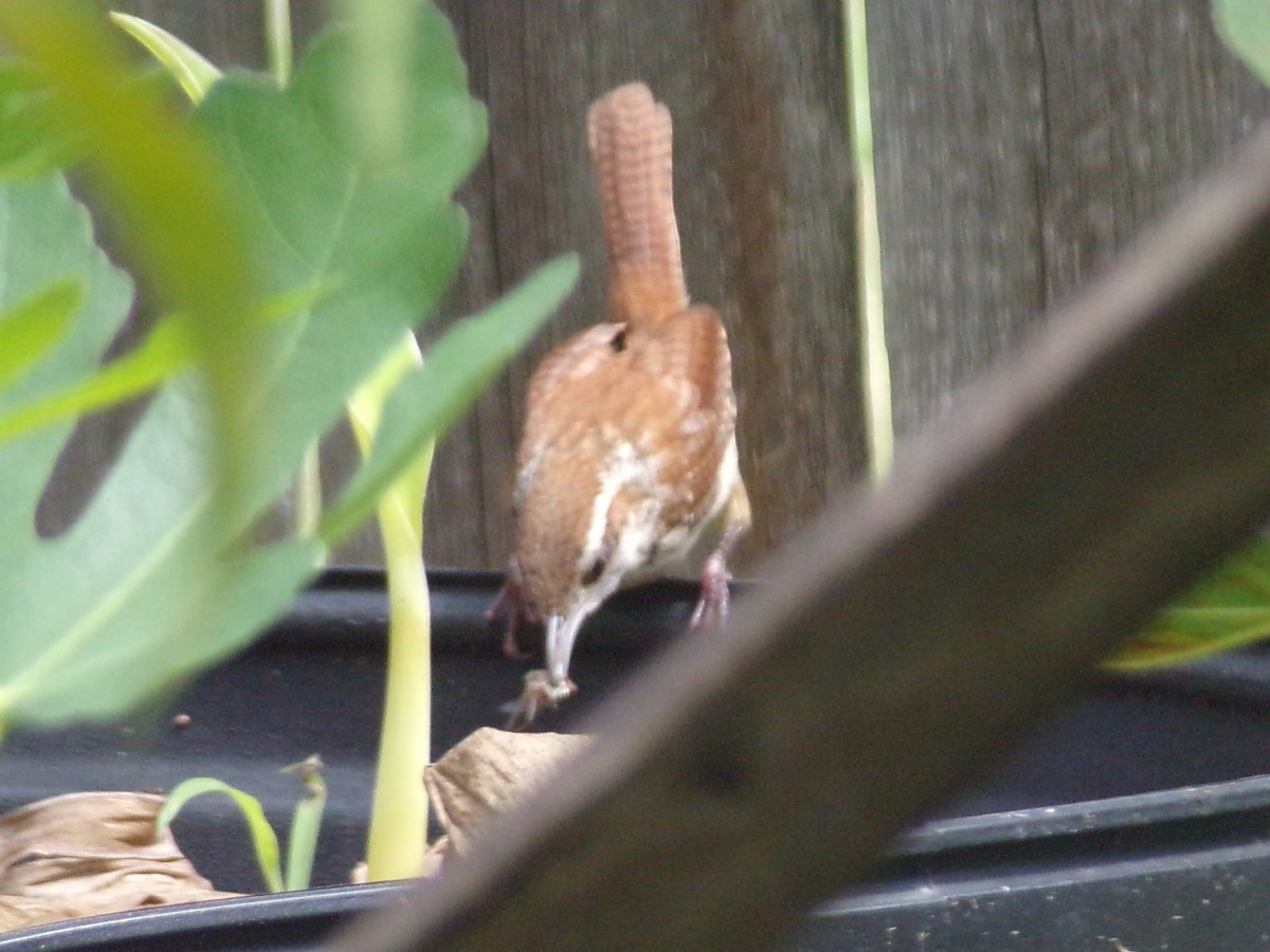 Carolina Wren - ML638364763