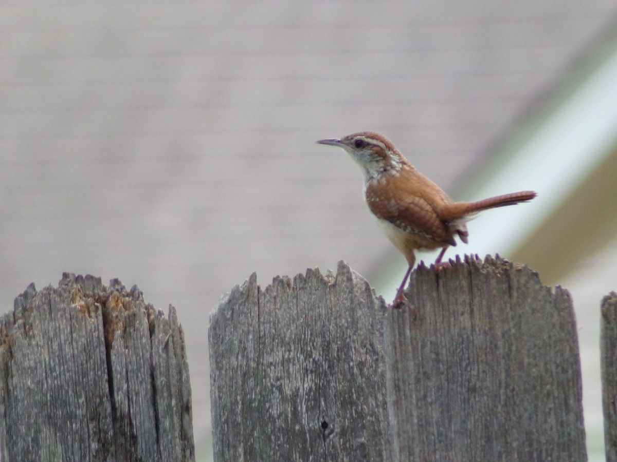 Carolina Wren - ML638364765