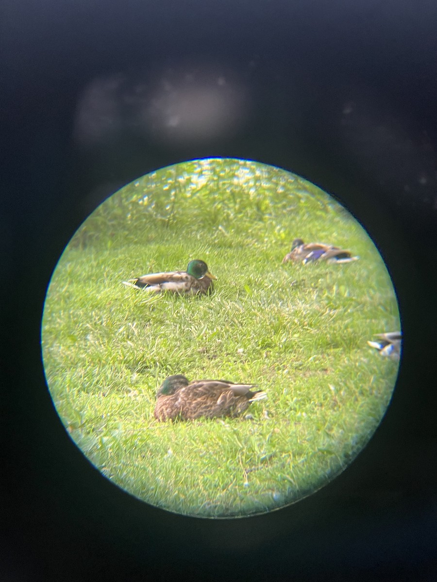 Mallard (Domestic type) - ML638364767