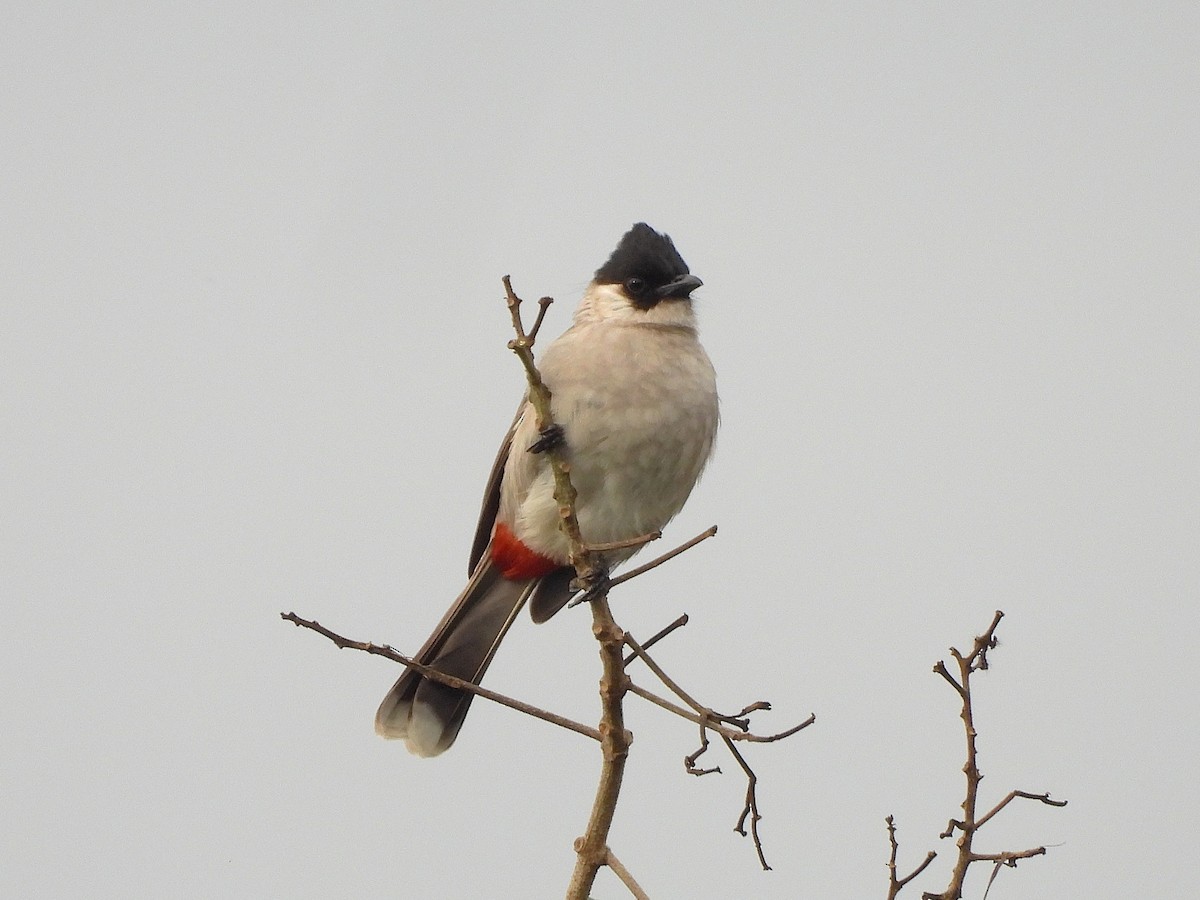 Sooty-headed Bulbul - ML638364773