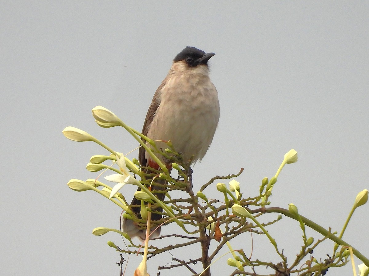 Sooty-headed Bulbul - ML638364774