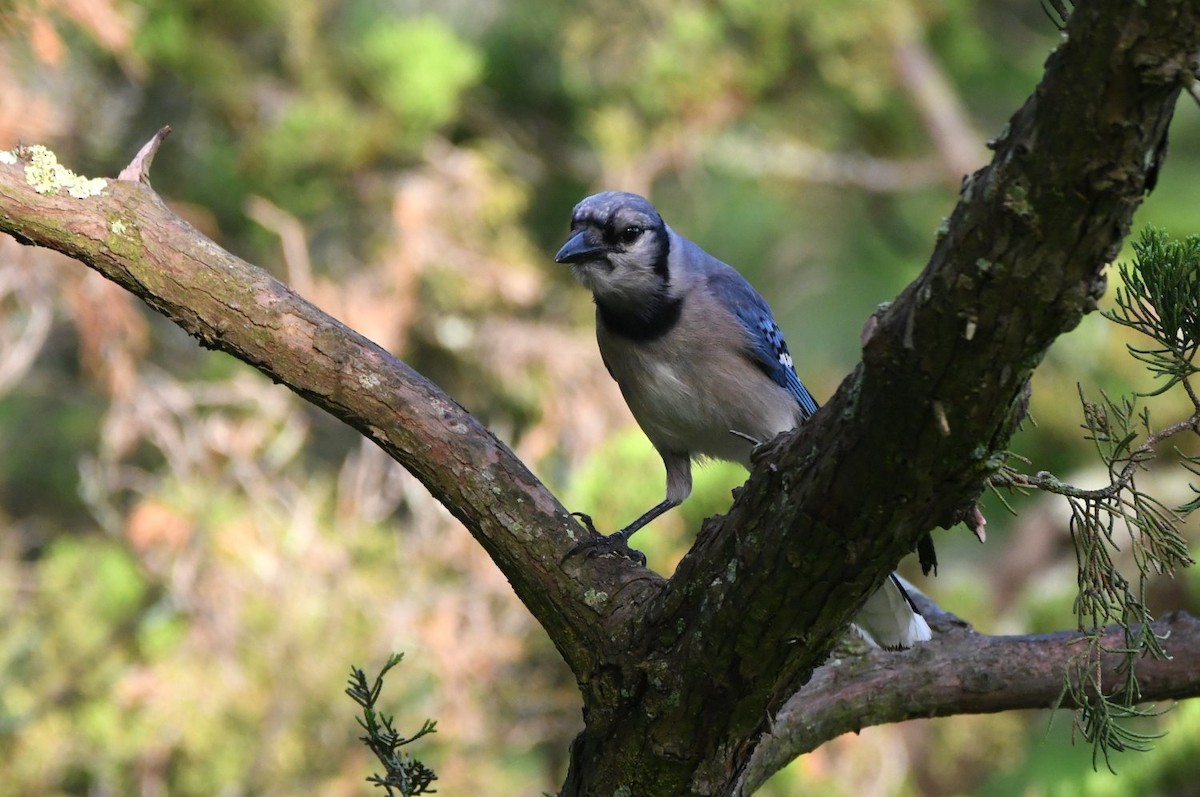 Blue Jay - ML638364776