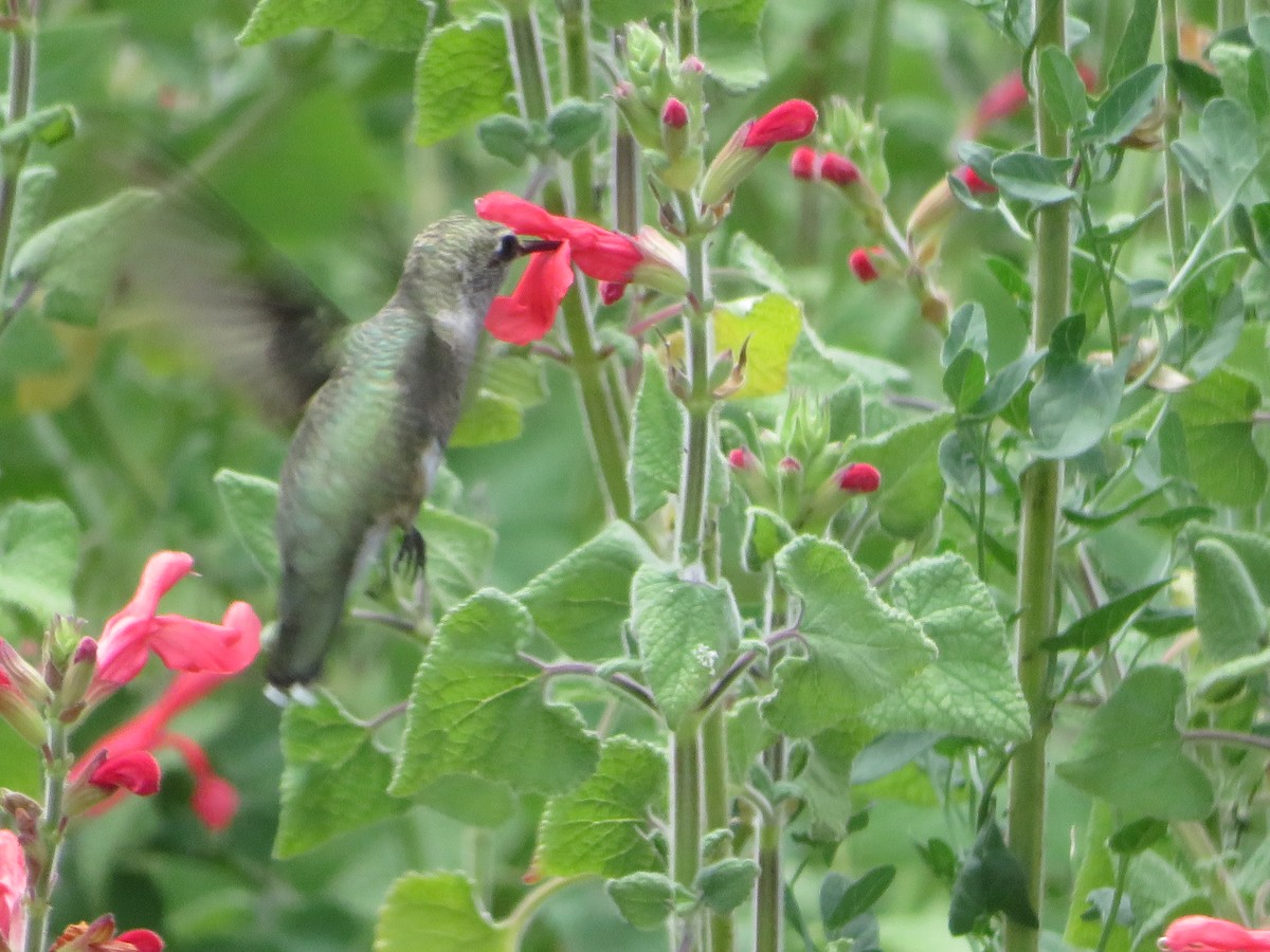 Black-chinned Hummingbird - ML638364786