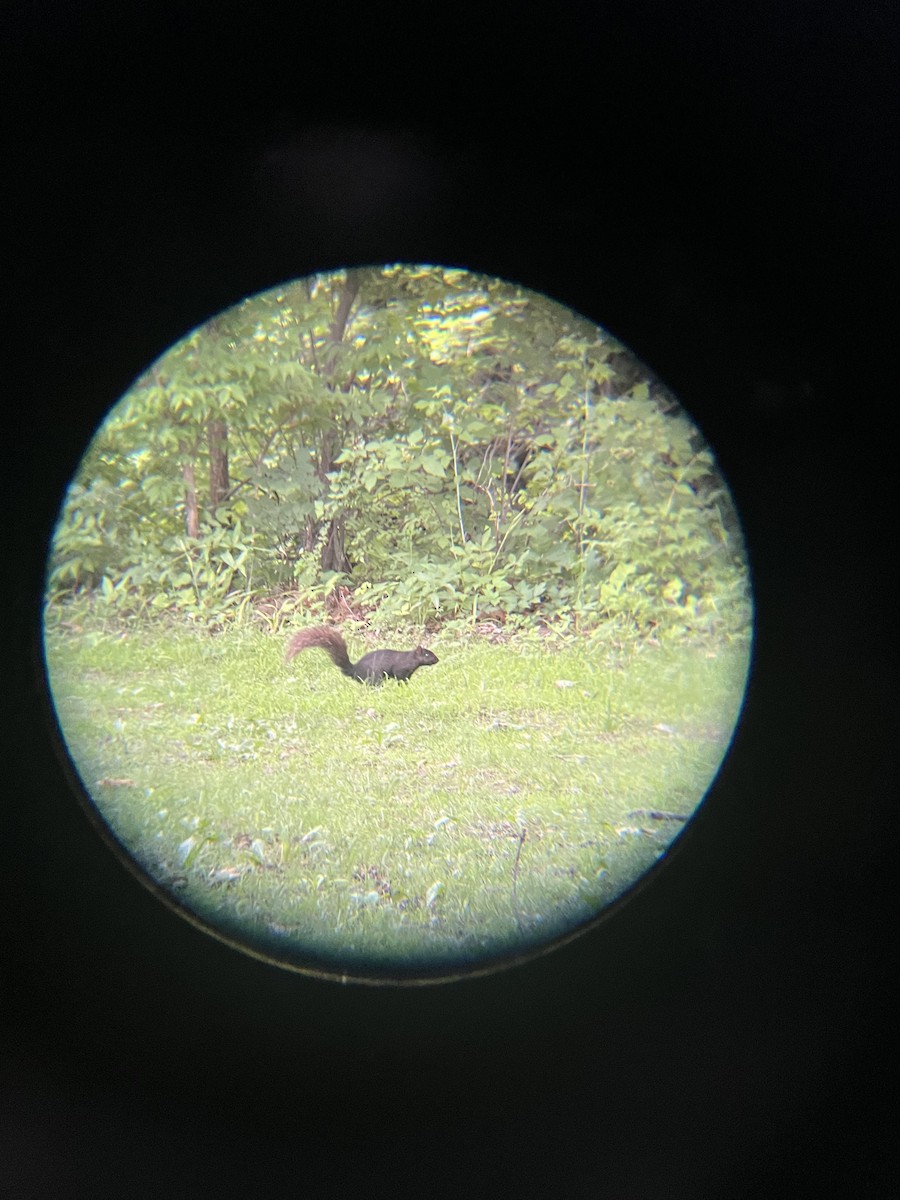 Animals - ML638364809