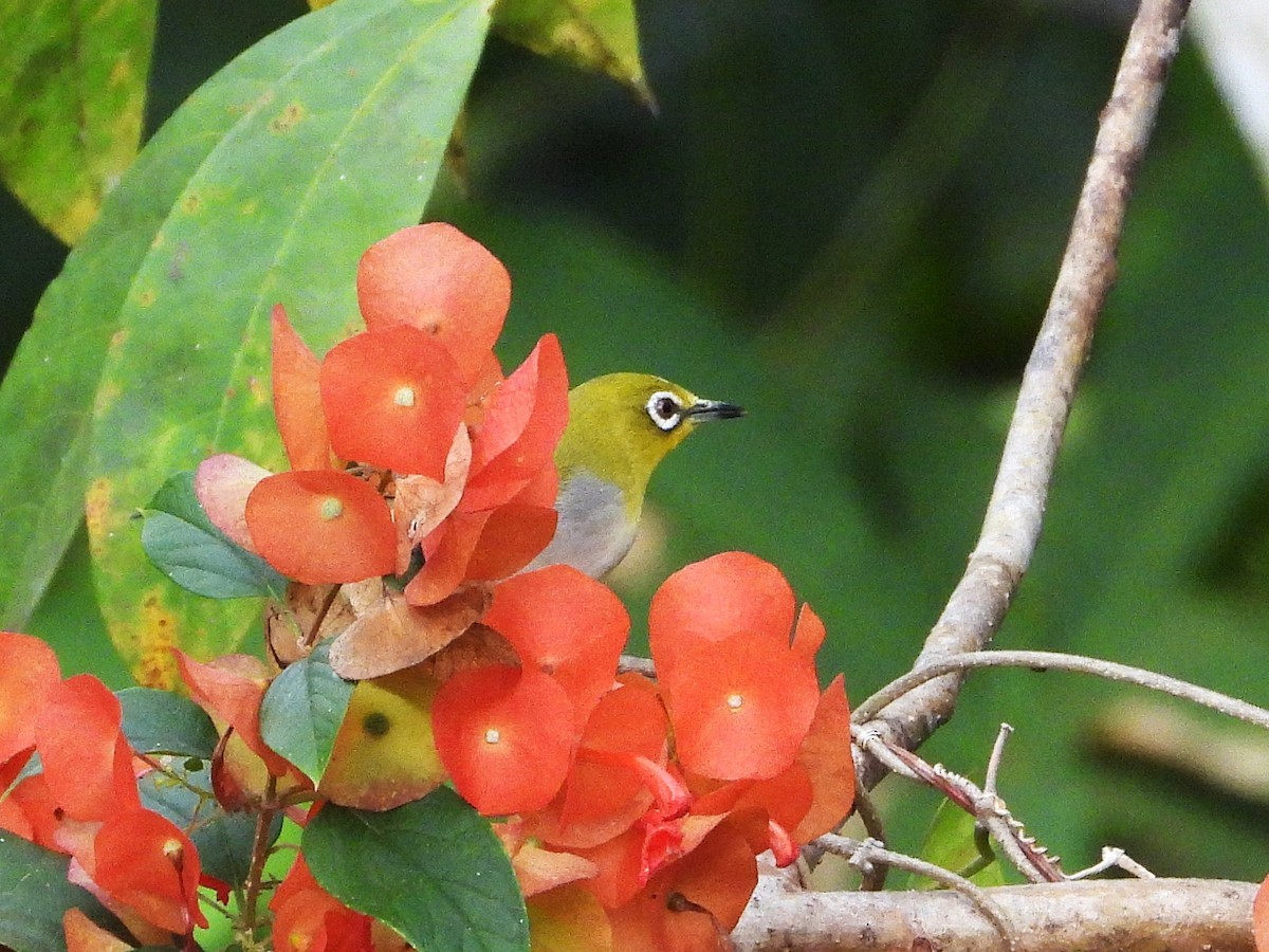 Swinhoe's White-eye - ML638364811
