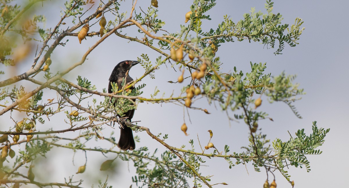 Bronzed Cowbird - ML638364827