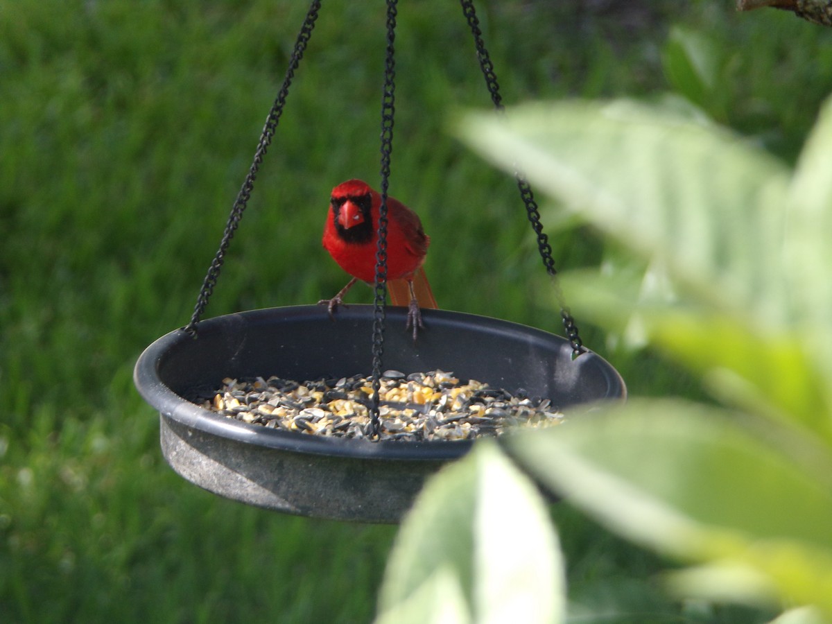 Northern Cardinal - ML638364835