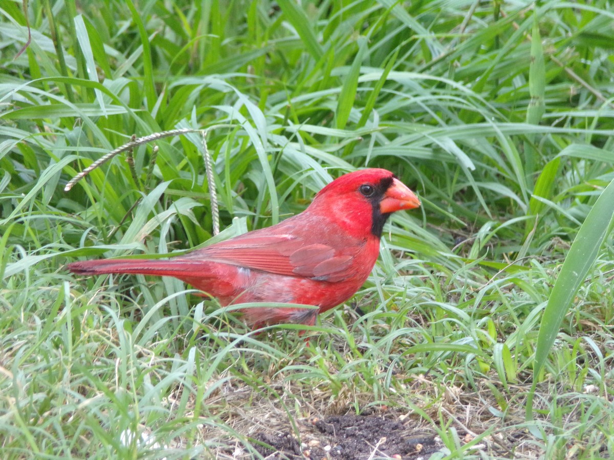 Northern Cardinal - ML638364837