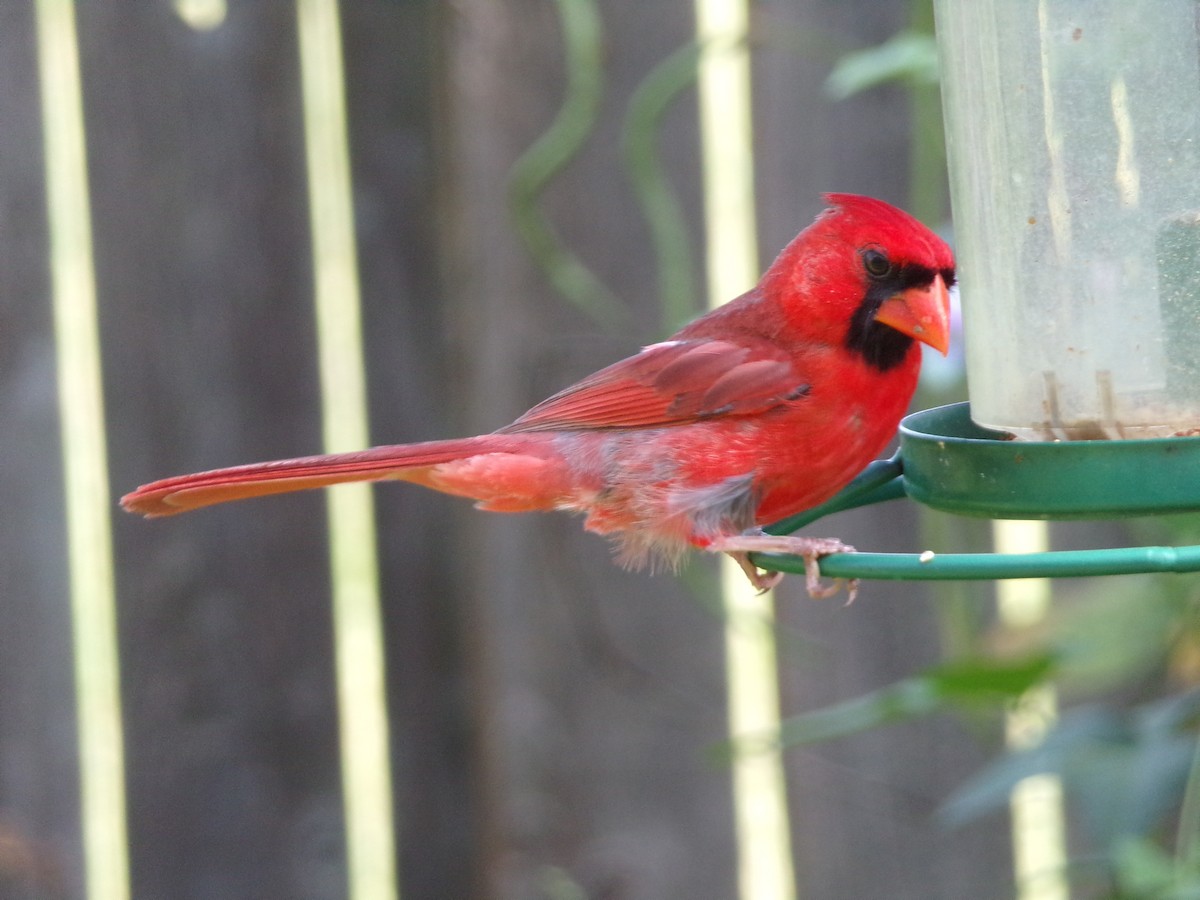 Northern Cardinal - ML638364838