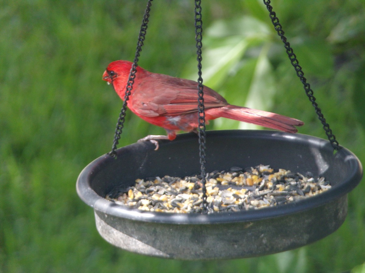 Northern Cardinal - ML638364839