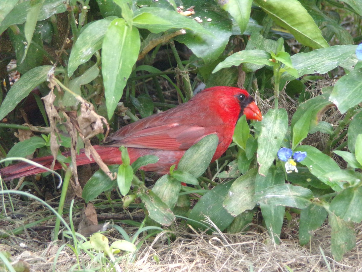 Northern Cardinal - ML638364840
