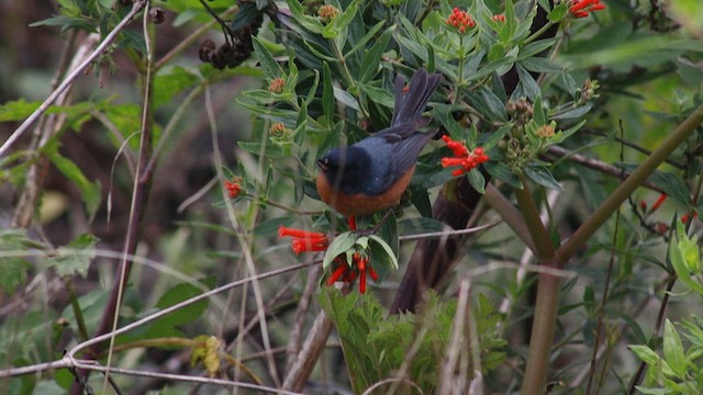 Cinnamon-bellied Flowerpiercer - ML638364903